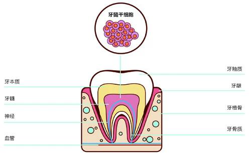 专业解读什么是乳牙牙髓干细胞？