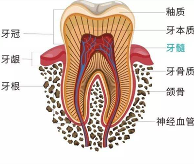 牙髓干细胞再生牙髓的临床进展和研究潜力