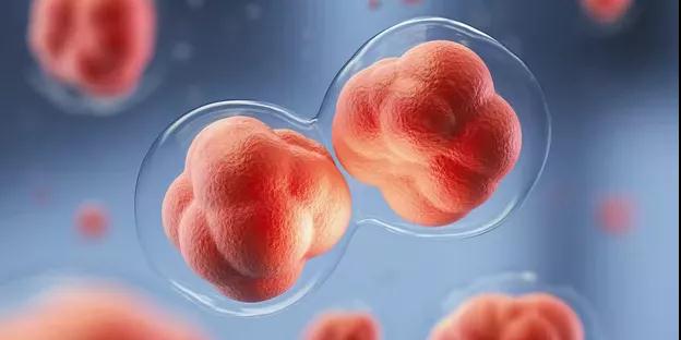 陆军军医大学：造血干细胞移植后4次脐带间充质干细胞回输，可显著降低了慢性GVHD的发病率和严重程度